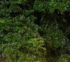 Reforço das relações académicas Portugal–Brasil